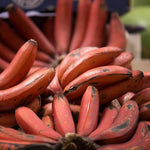 Banana Trees Live Plants from 4 to 6 Inc Long, Red Banana Plants Live for Planting Gardening Outdoor and Indoor, 1 Plant