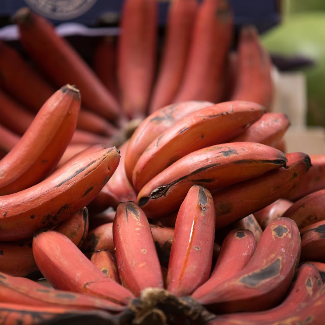 Banana Trees Live Plants from 4 to 6 Inc Long, Red Banana Plants Live for Planting Gardening Outdoor and Indoor, 1 Plant