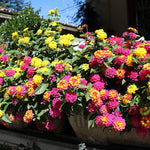 2 Random Blooming Lantana Plants Live, Colorful Perennial, Long-Blooming and Very Hardy, Size 5 to 12 Inches in Tall, Well-Rooted, Outdoor Planting