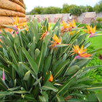 Yellow Bird of Paradise Plant Live, 8 to 12 Inches Tall, Bird of Paradise Live Plant, Tropical Plants Outdoor