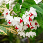 Set 2 White Bleeding Heart Vine Plants Live, Clerodendrum Live Plant, Bleeding Heart Live Plant - 6-8 Inch Plant, Long Blooming, Perennial