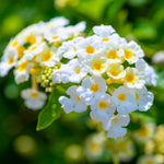 2 Trailing Lantana Plants Live for Planting Indoor Outdoor, 4-8 Inch Tall, Butterfly Fragrant Lantana Flowers Perennial to Grow, No Pot (White Lantana)