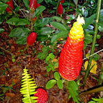 4 Awapuhi Shampoo Ginger Roots for Planting, Zingiber Zerumbet Fresh Ginger Rhizomes, Live Ginger Lily Perennial Garden Simple to Grow