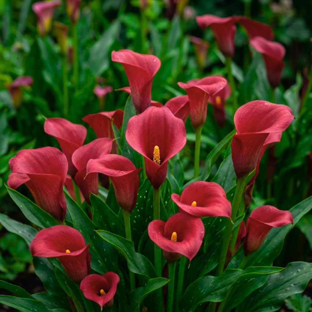 Calla Lily Bulbs for Planting, Calla Lily Bulbs, Vibrant Summer Blooming Flowers for Garden and Patio Planting (Red Calla Lily Bulbs (Set 3))