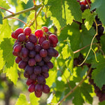 8 Grape Vine Cuttings, 8-12 Inches, Sweet Grape Fruits for Garden Planting, Outdoor Climbing Fruit Vine
