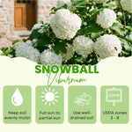 Snowball Viburnum Plant, White Viburnum Plant, 10-12 Inches Tall, Snowball Bush for Outdoor Garden