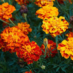 4 Gold Red Marigold Live Plants, Live Marigold Plants from 4 to 6 Inches in Height Marigold Starter Plant for Planting