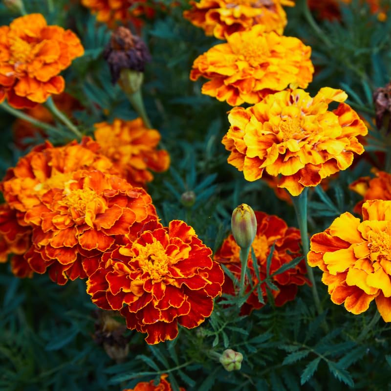 6 Marigold Plants Live, Gold Red Marigold Live Plants, Marigold Plant Pot, Live Marigold Plants, 3 to 7 Inc Long Well Rooted