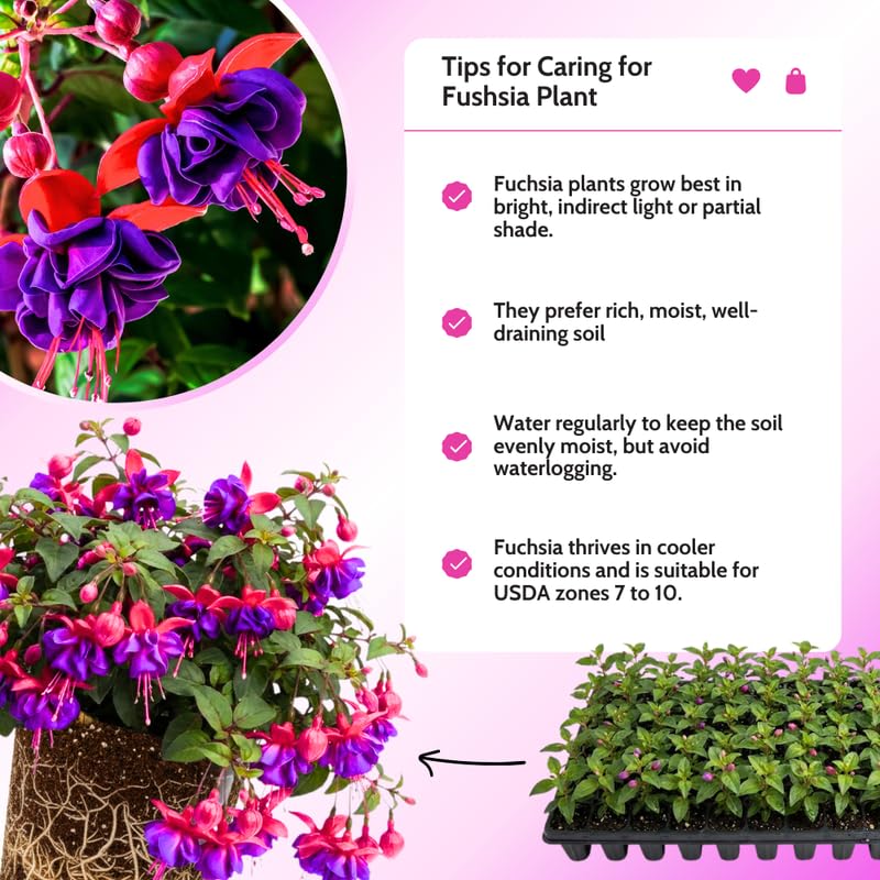 2 Fuchsia Live Plants, 5-9 Inches Tall, Trailing Flowering Fuchsia Plants Live Indoor Outdoor, Purple Red Blooms