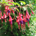 2 Fuchsia Live Plants, 5-9 Inches Tall, Trailing Flowering Fuchsia Plants Live Indoor Outdoor, Pink Purple Blooms