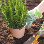 Rosemary Live Plant, 8 Months Old Rosemary Potted 6 to 8'' Tall, Fragrant Herb Plant for Outdoor Planting, 2 Plants per Pot