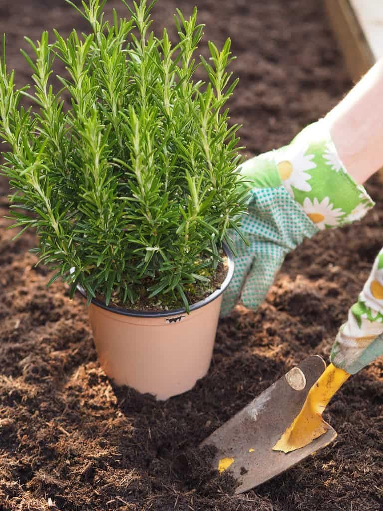 Rosemary Live Plant, 8 Months Old Rosemary Potted 6 to 8'' Tall, Fragrant Herb Plant for Outdoor Planting, 2 Plants per Pot