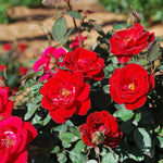 Rose Live Plant for Planting, Fragrant Hybrid Rose Bush, 5-10” Tall, Ready to Grow Flowering Shrub for Outdoor Garden, No Pot (Red Rose)