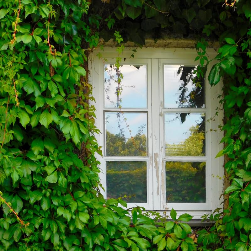 2 Pots English Ivy Live Plants, Perennial English Ivy Vine, 4-8" Tall, Fast-Growing Climbing Ivy for Outdoor Garden, Fence, Containers
