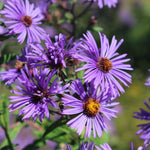 Set 2 Hardy Aster Plants Live, Perennial Aster Flowers for Planting Outdoor, Container, Garden 4-8 Inches - Purple Blooms