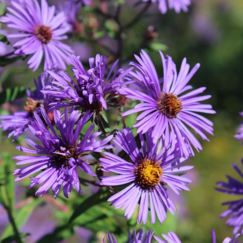 Set 2 Hardy Aster Plants Live, Perennial Aster Flowers for Planting Outdoor, Container, Garden 4-8 Inches - Purple Blooms