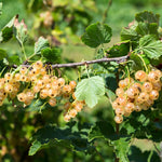 Currant Bush Live Plant, Currant Tree Live Plant for Planting, 5-10 Inch Tall, Currant Plant Live Ready to Grow Outdoors, Currant Berries Fruit Tree Starter Plant (White Currant)