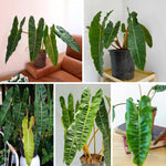 Billietiae Philodendron Plant Live, Rare Tropical Variegated Live Indoor Houseplant, Starter Plants No Pot, 5-9" in Tall