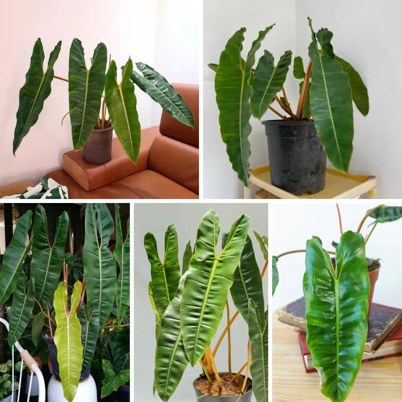 Billietiae Philodendron Plant Live, Rare Tropical Variegated Live Indoor Houseplant, Starter Plants No Pot, 5-9" in Tall