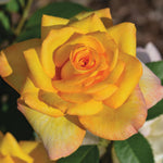 Rose Live Plant for Planting, Rose Bush Ready to Plant, 5-8 Inch Tall, Fragrant Rose Flowers (Gold)