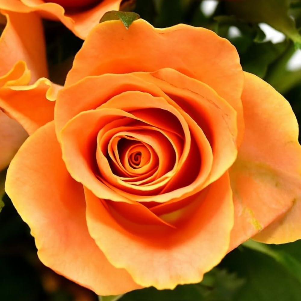 Rose Plant Live, Rose Bush Live Plant, Fragrant Flowers Ready to Plant, 5-9 Inch Height, Well-Rooted, No Pot (Orange Rose)