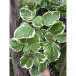 2 Variegated Cuban Oregano Plants Live, 4-6" Tall Spanish Thyme Mexican Mint for Indoor Outdoor Growing