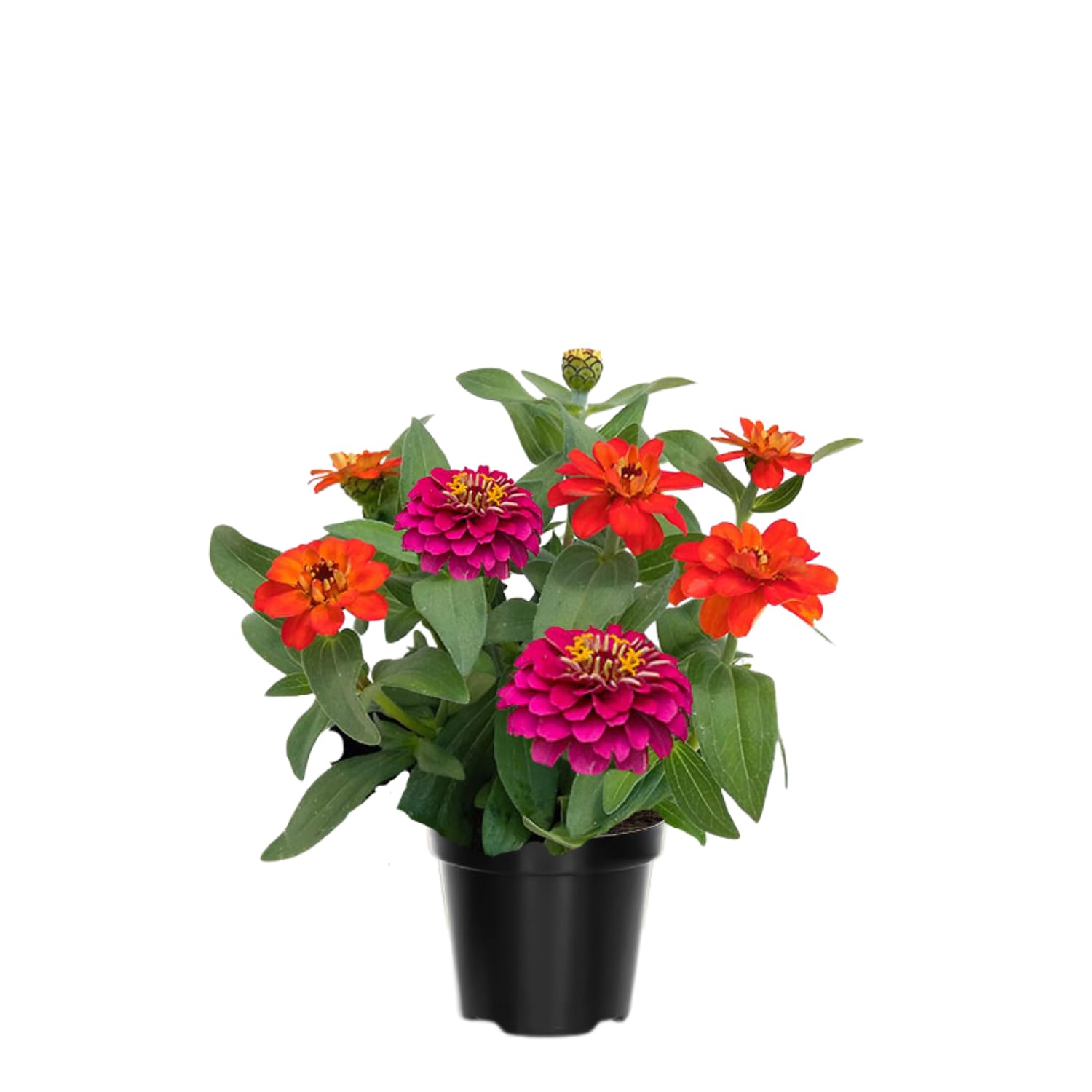 Mix Zinnia Plant Live Outdoor, 4 to 6 Inc Tall, Zinnia Flower Plant Potted Planting