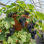 8 Purple Blue Grape Vine Cuttings, 8-12 Inches, Sweet Grape Fruits for Garden Planting, Outdoor Climbing Fruit Vine