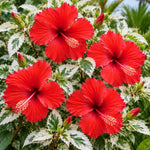 3 Hardy Hibiscus Live Plants, Flowering Shrub, Variegated Red Blooms, 4-7"