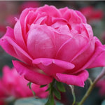 Pink Rose Live Plant, Rose Bush Ready to Plant Well Rooted 5-9 Inch Tall, Heirloom Rose Flowers, No Pot