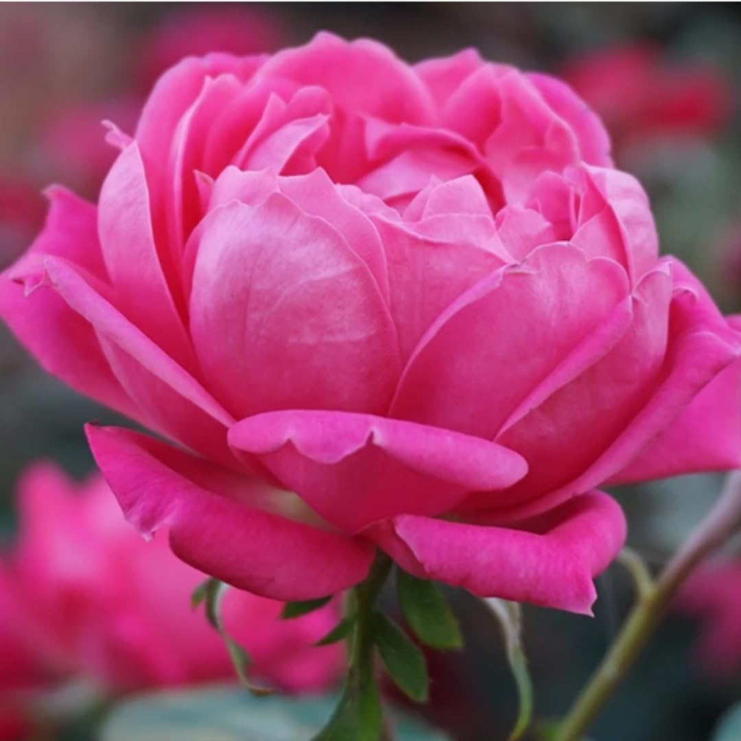 Rose Live Plant for Planting, Rose Bush Ready to Plant, 5-8 Inch Tall, Fragrant Rose Flowers (Pink)