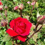 Rose Plant Live, Hybrid Tea Rose Bush Live Plant, 5-9 Inch Tall, Fragrant Flowers Shrub Ready to Plant Outdoor, No Pot, Well-Rooted (Red Rose)