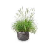 Ornamental Grass Seedlings Live Plant, Fully Rooted Pruned Back to 5 to 9 Inc in Tall Grasses Live Plants Perennial (Dwarf Miscanthus)