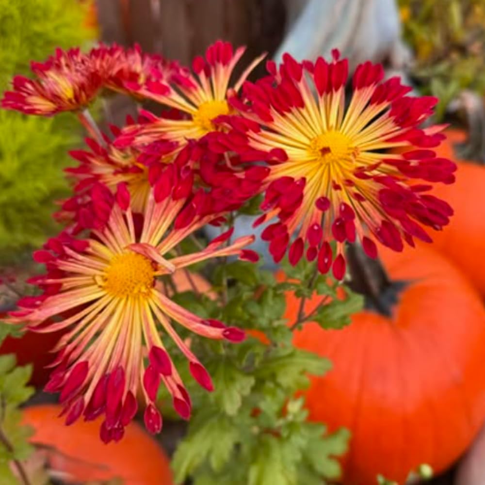 2 Mums Plants Live, Chrysanthemum Plants Live, 5 to 8Inc Tall, No Potted, Mum Live Plant Yellow Red Chrysanthemum Flower Live Plant Garden