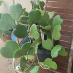 2 Hoya Kerii Hearts Houseplant Live 3-5 Inches Tall, Hoya Plant Live Houseplants, Tropical Indoor Vine Plant for Home, Office, and Gifts