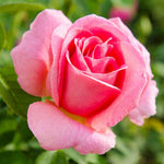 Rose Plant Live, Rose Bush Live Plant, Fragrant Flowers Ready to Plant, 5-9 Inch Height, Well-Rooted, No Pot (Rare Pink Rose)