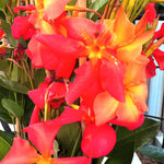 Mandevilla Plant Live, 5 to 6 Inc Tall Seedling, Orange Mandevilla Vine Plants, Perennial Flower Mandevilla Starter Plant