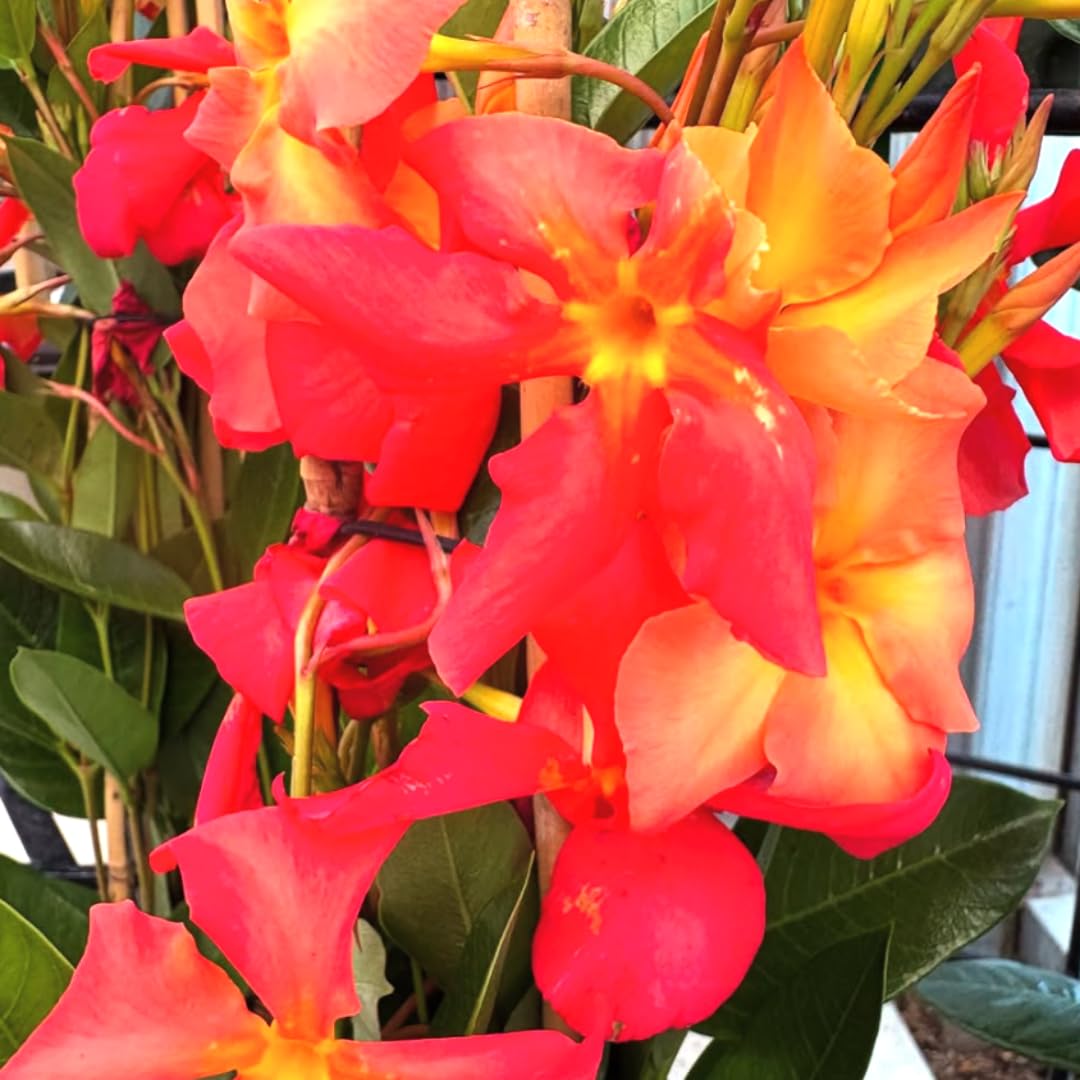 Mandevilla Plant Live, 5 to 6 Inc Tall Seedling, Orange Mandevilla Vine Plants, Perennial Flower Mandevilla Starter Plant
