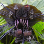 3 Tacca Chantrieri Black Bat Orchid Plants Live Indoor, Black Bat Flower Live Houseplants, 5-9" Tall