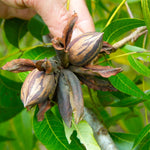 Set 2 of Pecan Nut Trees Live Plants, 1 to 2 Feet Tall, Pecan Tree Live Plants, Bare Roots, Hardy Shrub Plants for Gardening Outdoor