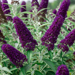 AVERAR 6 Months Old Black Butterfly Bush Live Plant, Butterfly Bushes Ready to Plant Outdoor, Buddleia Plant Bush Shrub 5-7 Inches Tall, No Pot