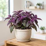 Pack 2 Purple Passion Plants, Gynura Purple Passion Plant Live, 4-6 Inc Tall, Easy Care Houseplant for Home and Office Decoration