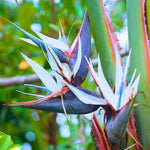 Sets 2 White Bird of Paradise Plants Live, Striking Blue White Blooms, 5 to 9 Inc Tall, No Pot, Tropical Houseplant, Exotic and Vibrant Color