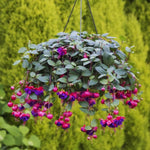 2 Fuchsia Plants Live Indoor Outdoor, Pink Purple Fuchsia Live Plant, 3 to 7 Inches Tall