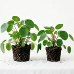Pilea Peperomioides Live Plant 4-6 Inch Tall, Money Plant Houseplant for Home Decor, Office