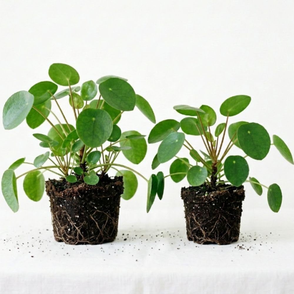 Pilea Peperomioides Live Plant 4-6 Inch Tall, Money Plant Houseplant for Home Decor, Office