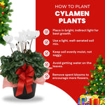 2 White Cyclamen Plants Live in 4" Pot, Already Bloom in Vibrant Color, Easy to Care for Indoor or Garden Flowering Houseplant
