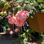 2 Fuchsia Live Plants, Fuchsia Flower Perennial for Outdoor Garden 3 to 5 Inches (Double Pink)