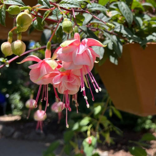 2 Fuchsia Live Plants, Fuchsia Flower Perennial for Outdoor Garden 3 to 5 Inches (Double Pink)