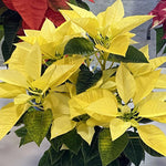 2 Poinsettia Plants Live, Yellow Poinsettia Flowers Christmas Decorations, Holiday Houseplant, Poinsettias Trees Plants, No Pot, 5-9" Tall